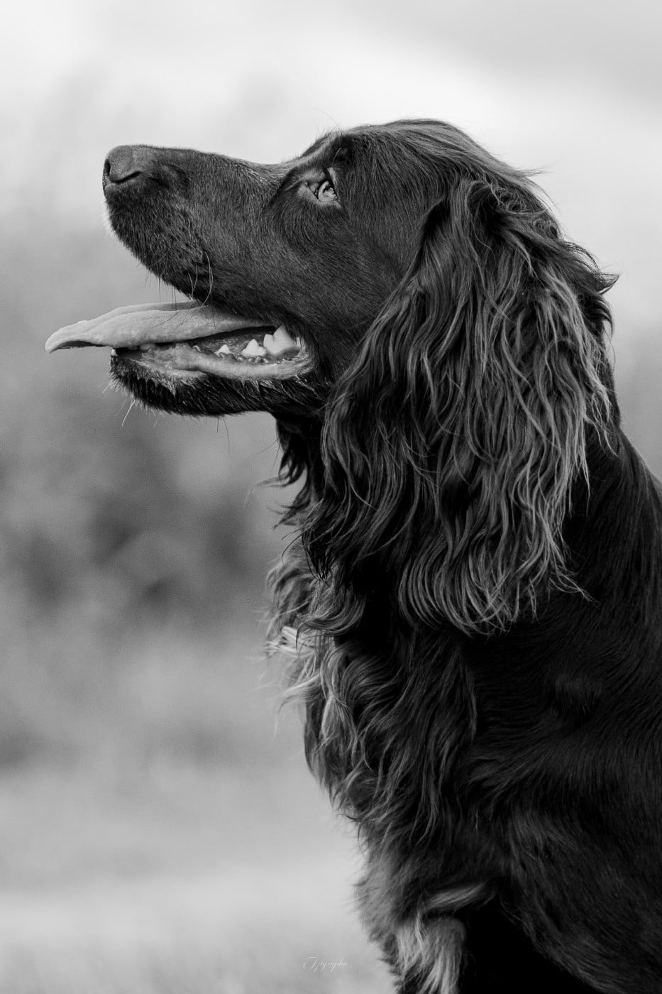 Publication : Des Feux de l'Espoir Auteur : IZIGRAPHIE