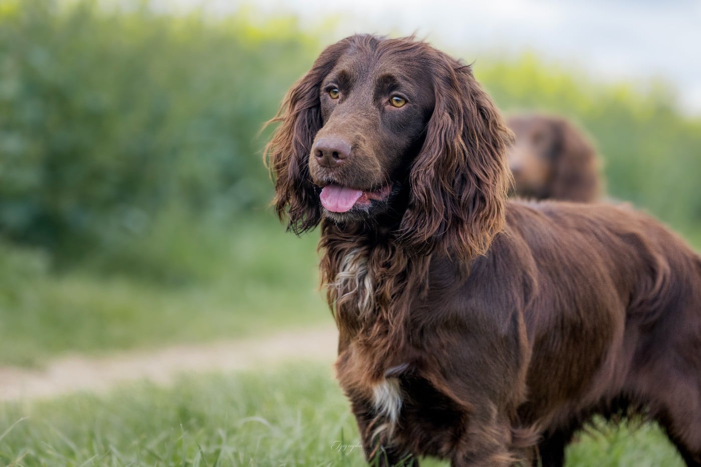 Publication : Des Feux de l'Espoir Auteur : IZIGRAPHIE