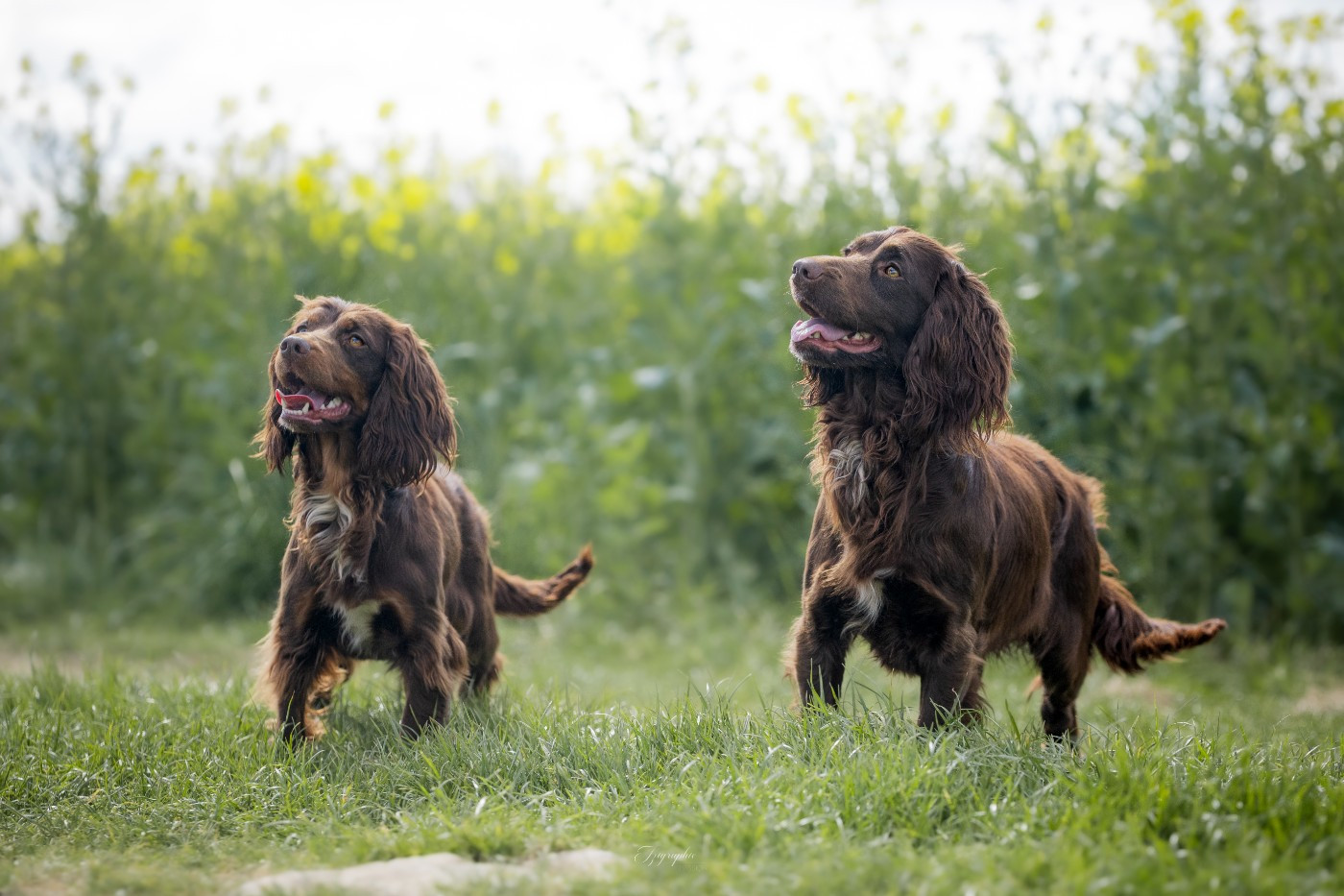 Publication : Des Feux de l'Espoir Auteur : IZIGRAPHIE