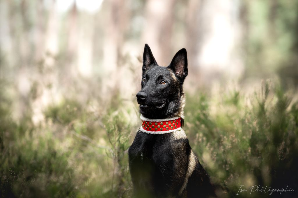 Publication : Des Feux de l'Espoir Auteur : Isa Photographie