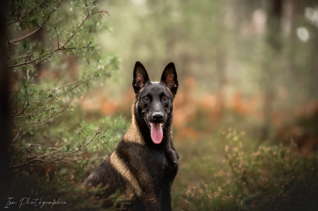 Publication : Des Feux de l'Espoir Auteur : Isa Photographie