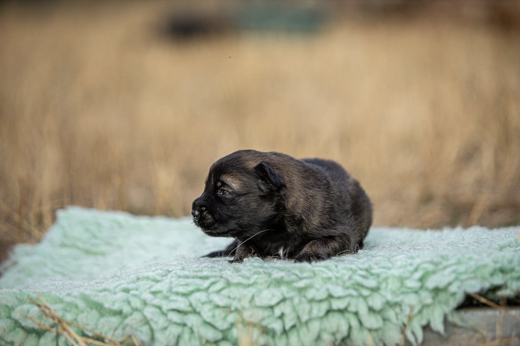 Chiot N°1
