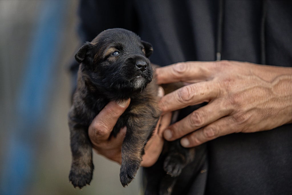 Chiot N°2