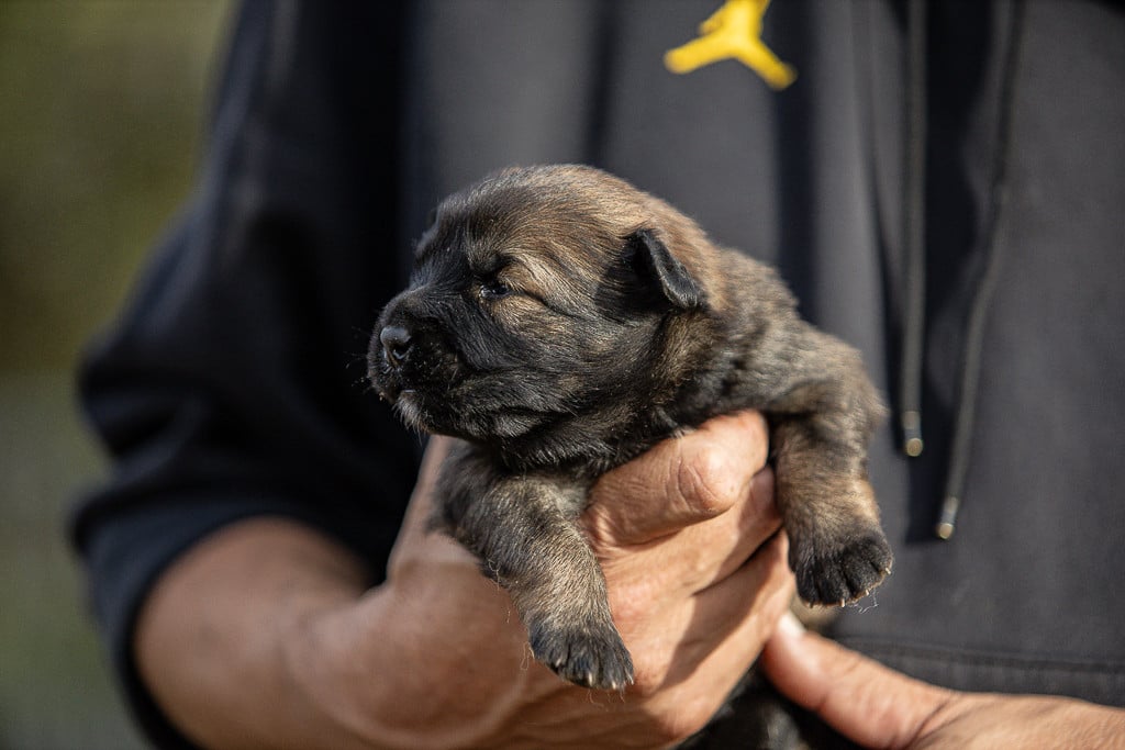 Chiot N°3