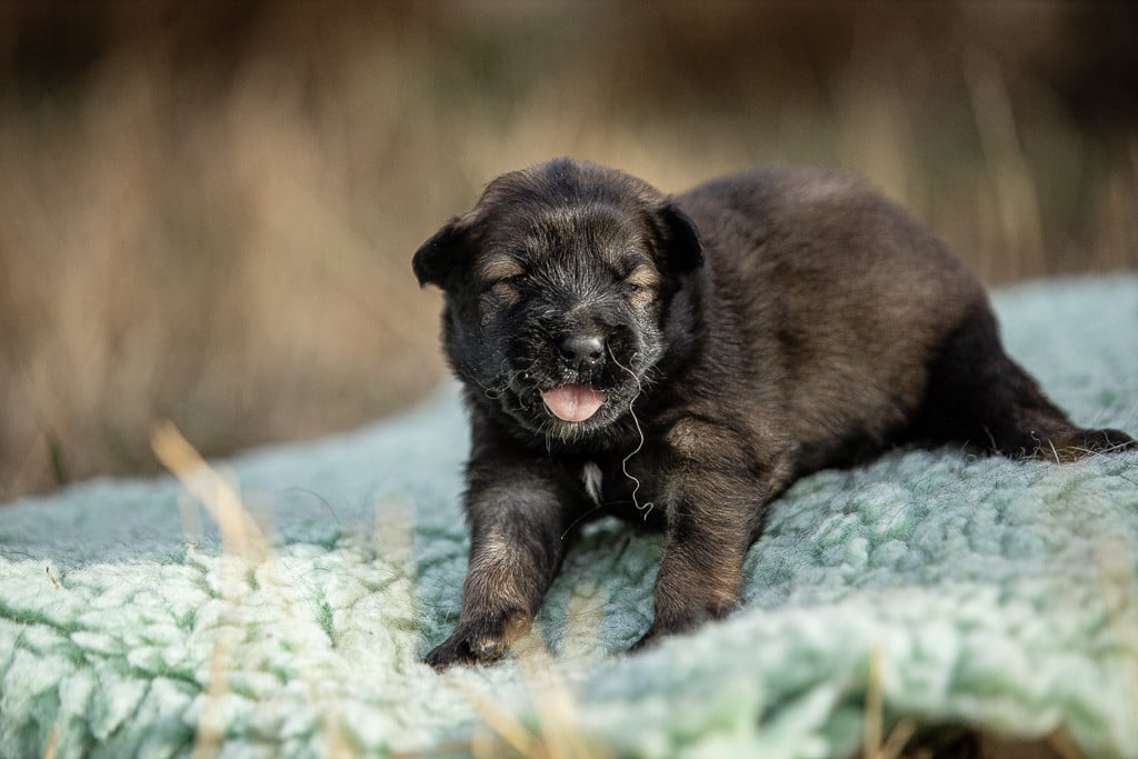 Chiot N°3