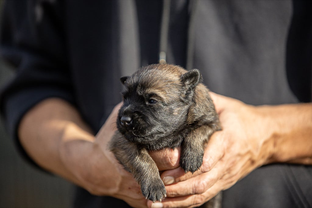Chiot N°4