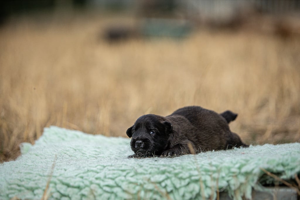 Chiot N°5