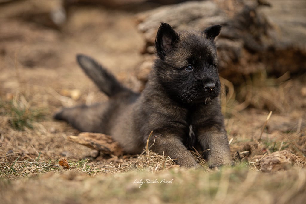 Chiot N°1
