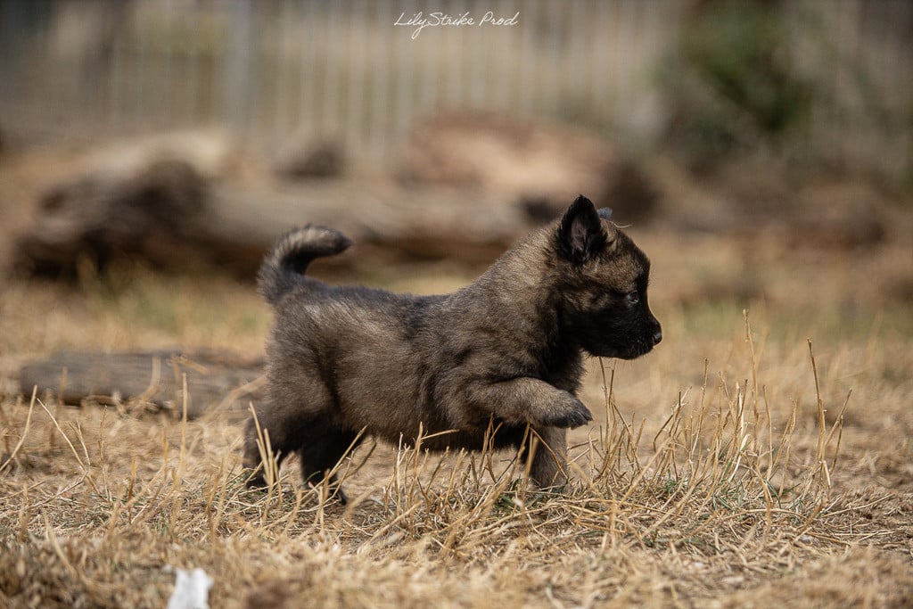 Chiot N°1