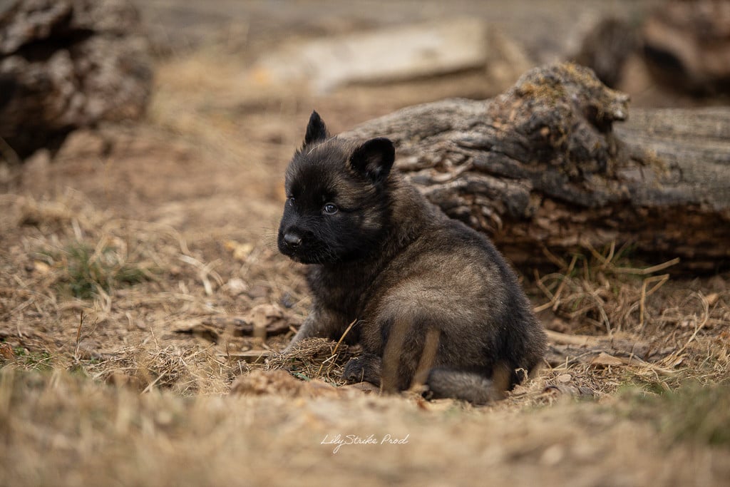 Chiot N°1