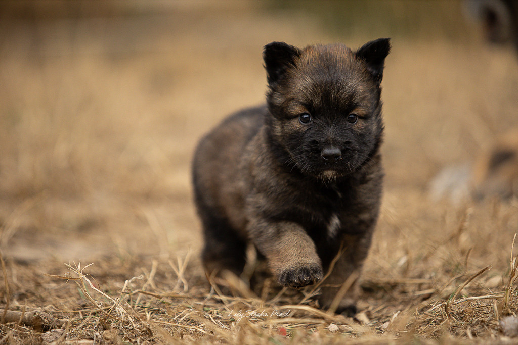 Chiot N°3