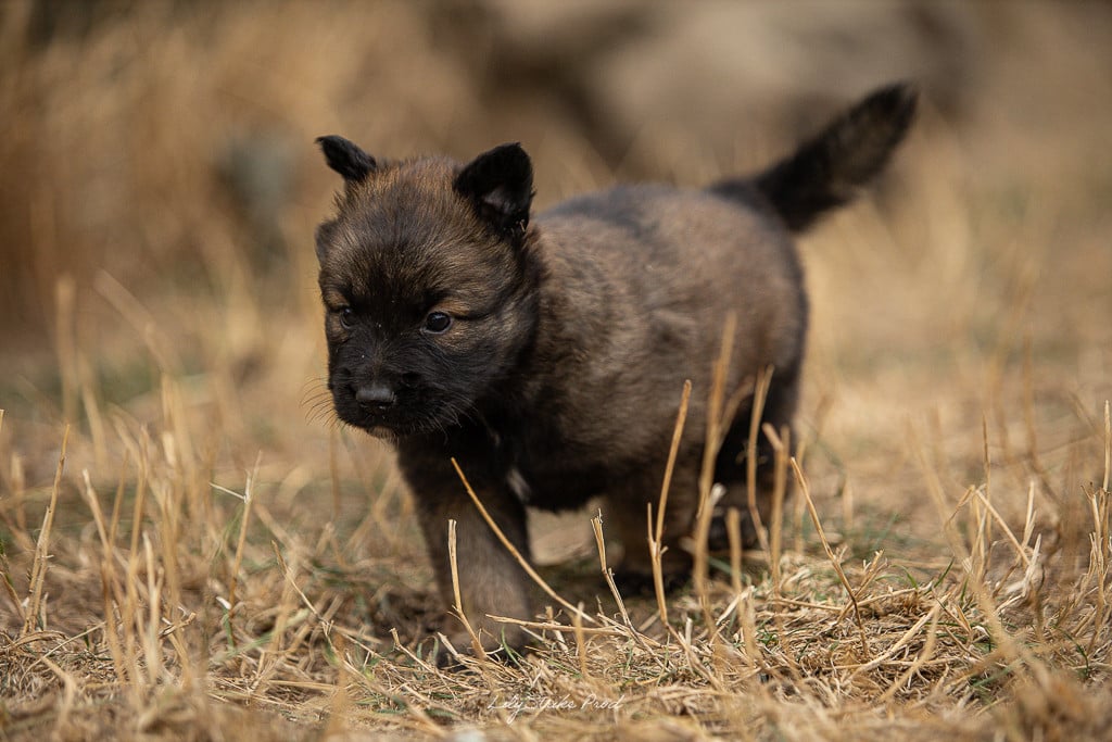 Chiot N°3