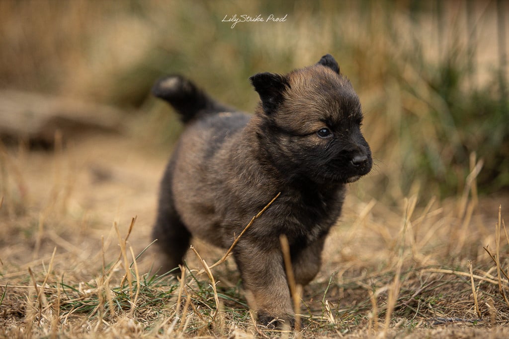 Chiot N°3