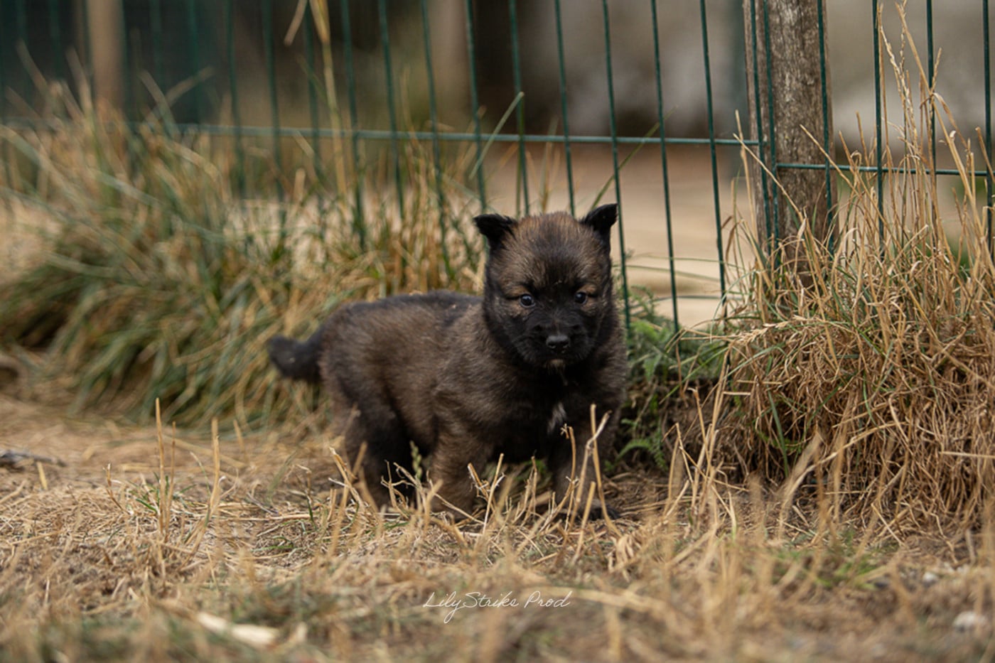 Chiot N°3