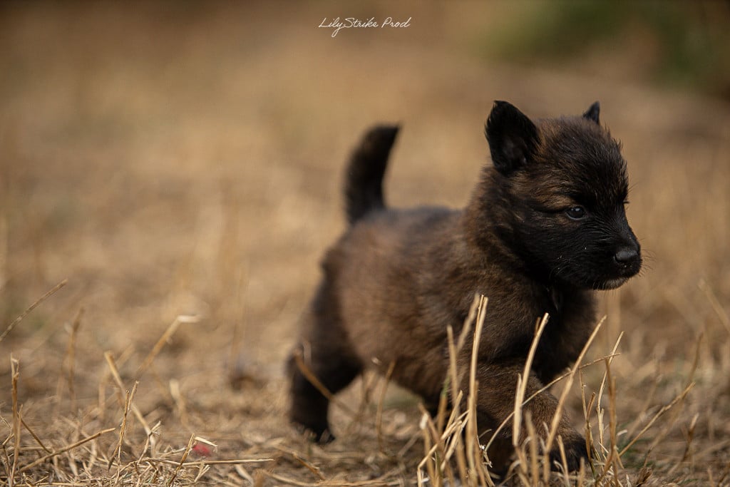 Chiot N°2