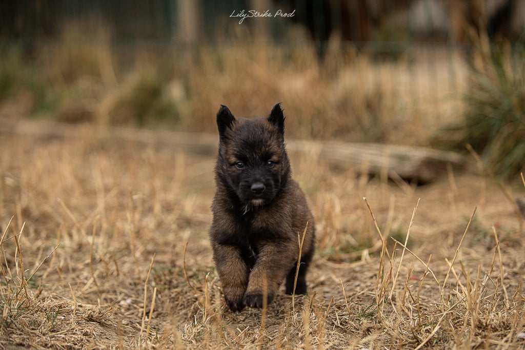 Chiot N°2