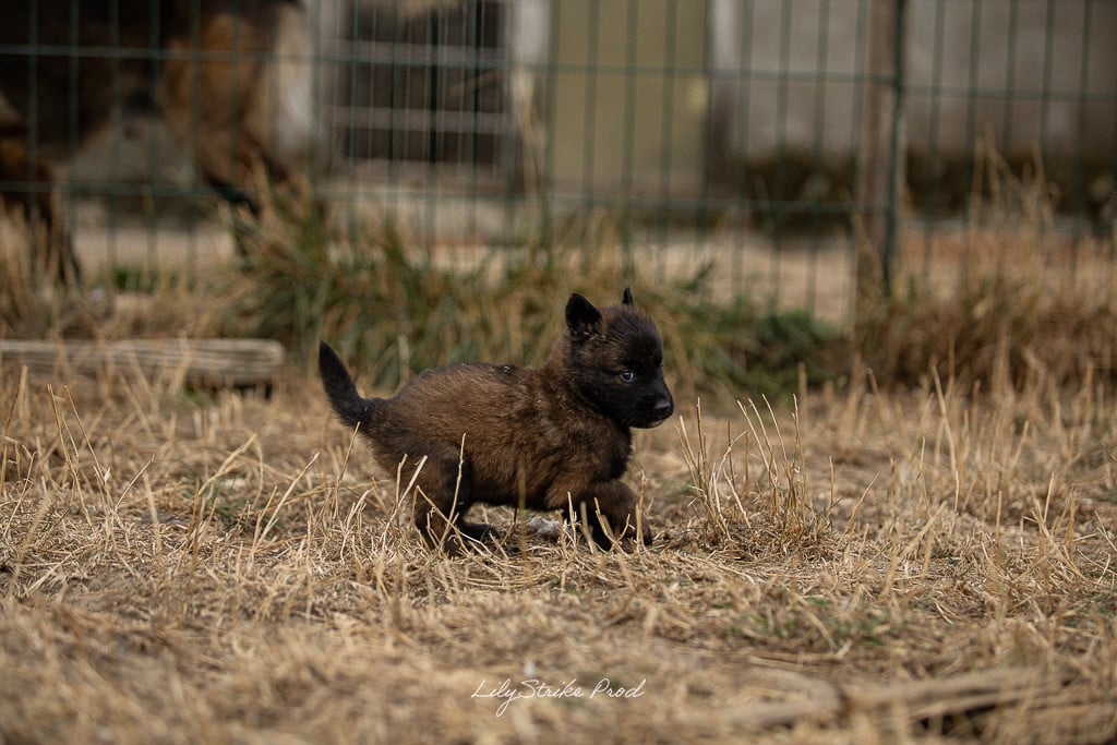 Chiot N°2