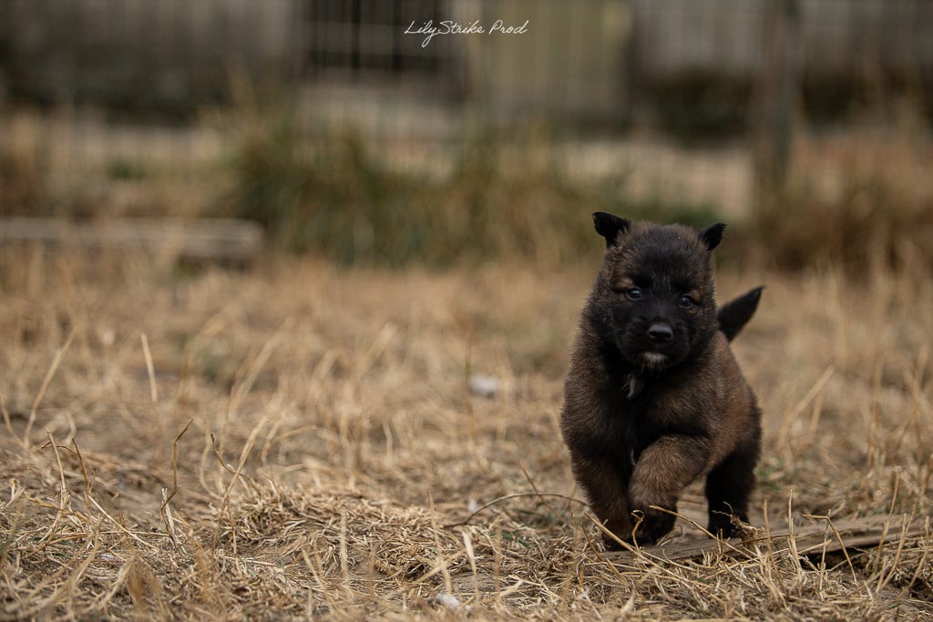 Chiot N°2