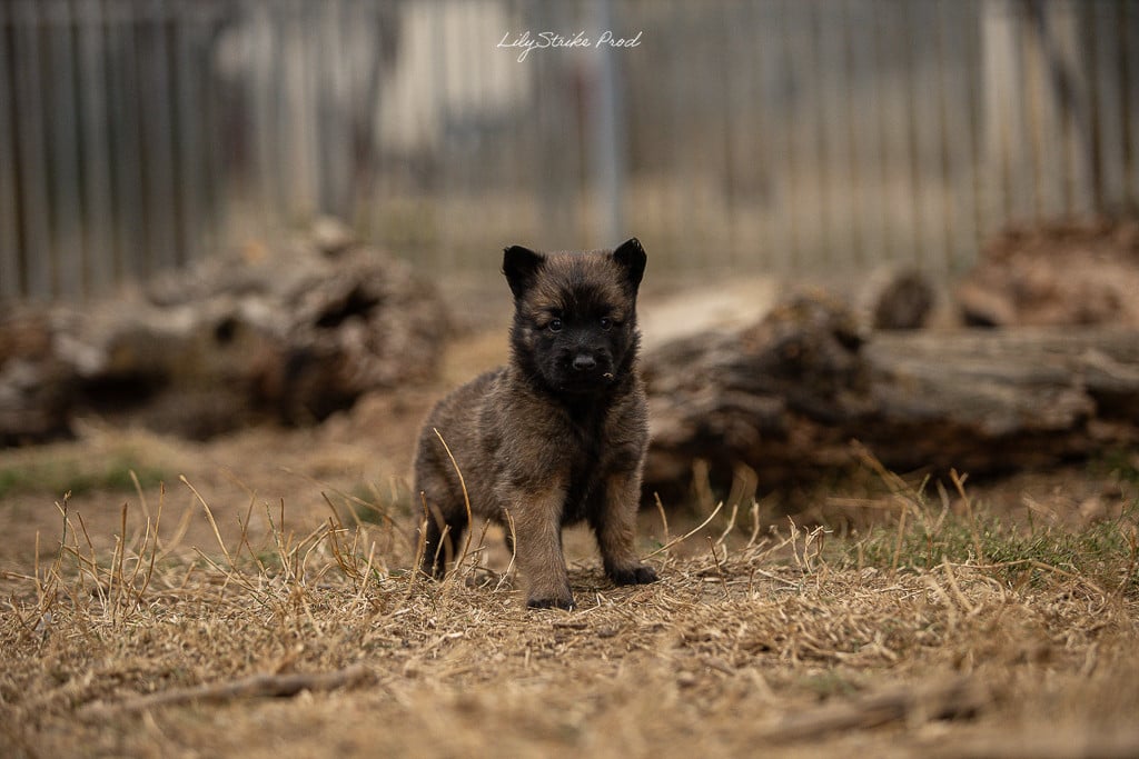 Chiot N°4