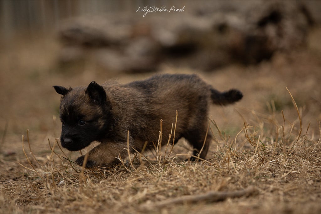 Chiot N°4