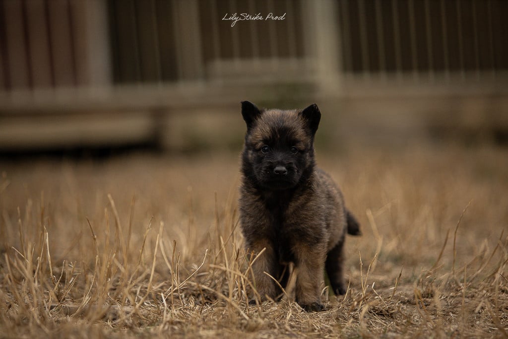 Chiot N°4