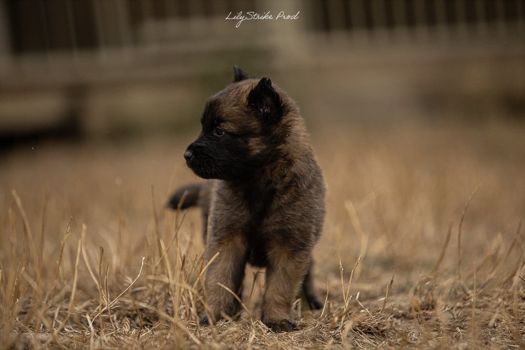 Chiot N°4