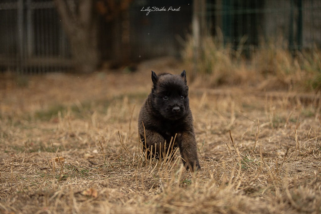 Chiot N°5