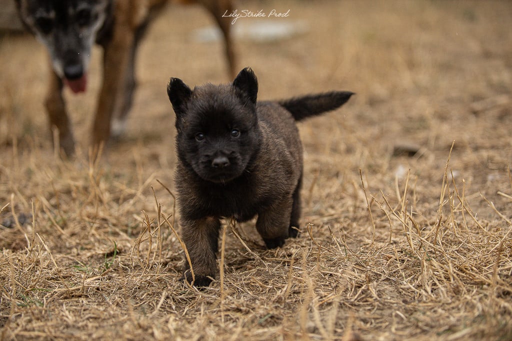 Chiot N°5