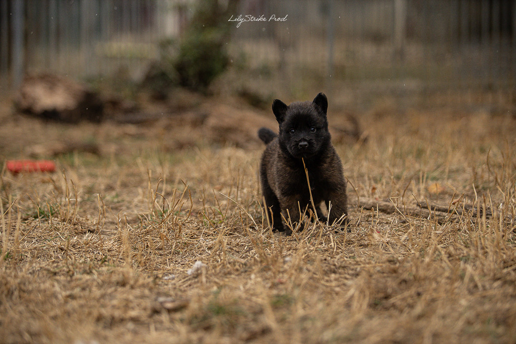Chiot N°5