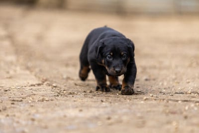 Les chiots de Berger de Beauce