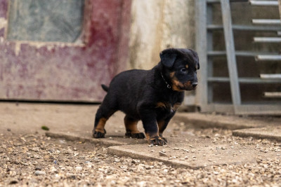 Les chiots de Berger de Beauce
