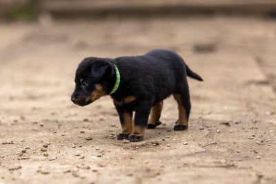 Les chiots de Berger de Beauce
