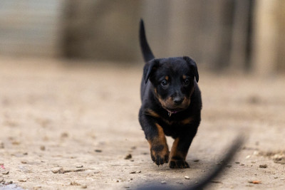 Les chiots de Berger de Beauce