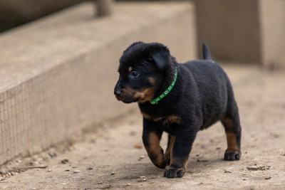 Les chiots de Berger de Beauce