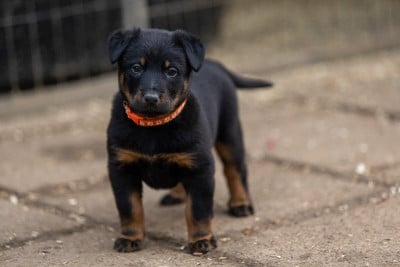 Les chiots de Berger de Beauce