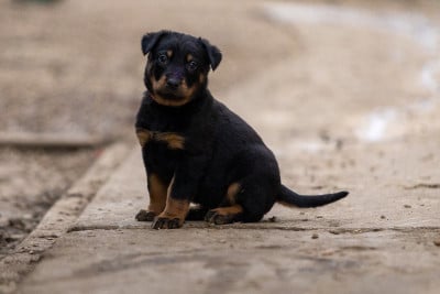 Les chiots de Berger de Beauce