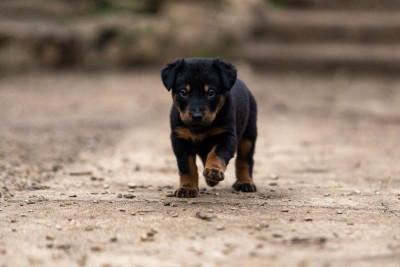 Les chiots de Berger de Beauce