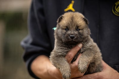 Les chiots de Eurasier