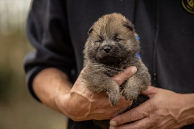Les chiots de Eurasier