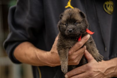 Les chiots de Eurasier