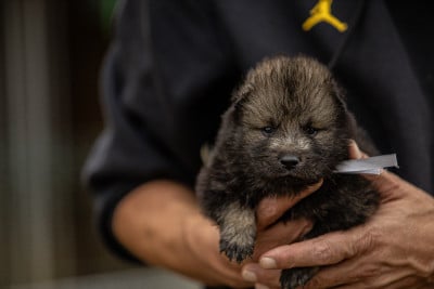Les chiots de Eurasier