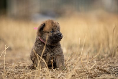 Les chiots de Eurasier