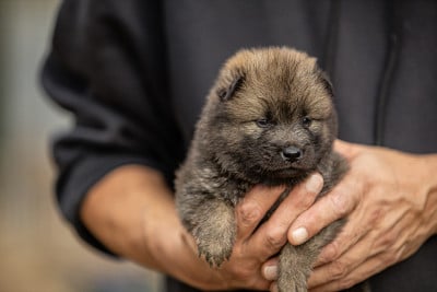 Les chiots de Eurasier