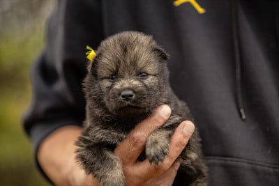 Les chiots de Eurasier