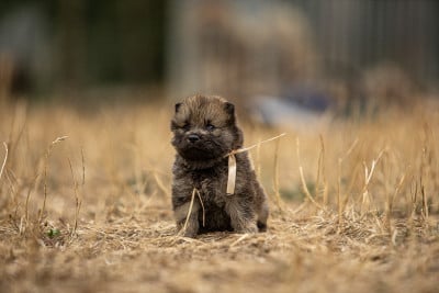 Les chiots de Eurasier