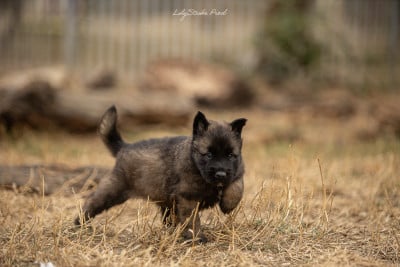 Les chiots de Berger Belge