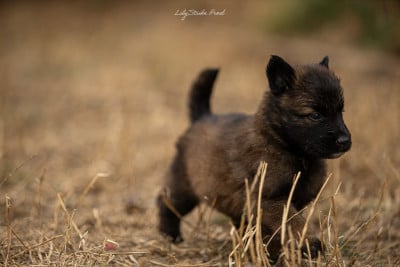 Les chiots de Berger Belge