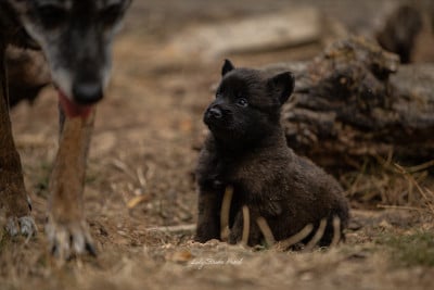 Les chiots de Berger Belge