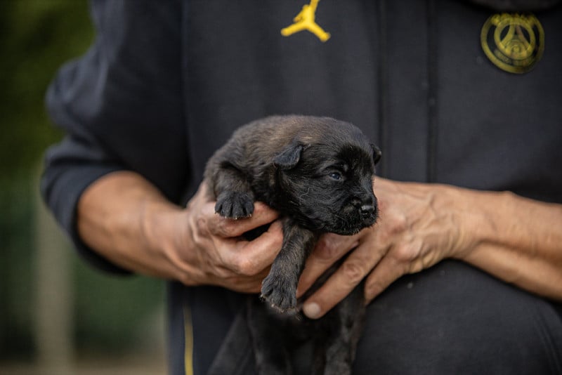 Berger Belge - Des Feux de l'Espoir