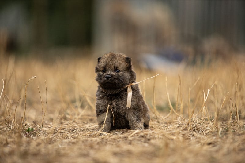 Eurasier - Des Feux de l'Espoir